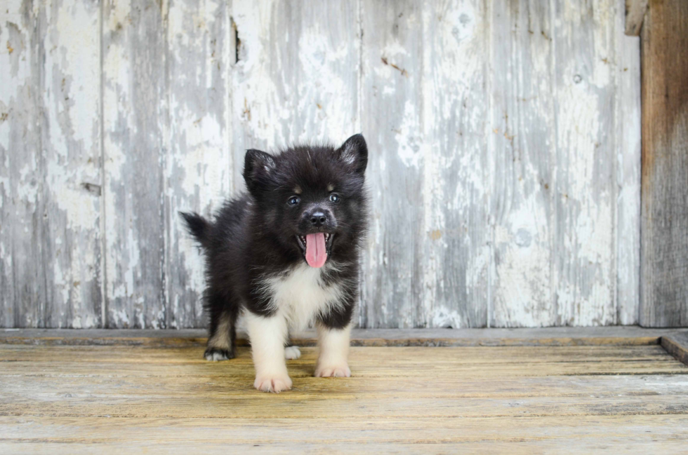 Cute Pomsky Baby