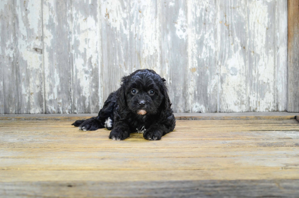 Cavapoo Pup Being Cute