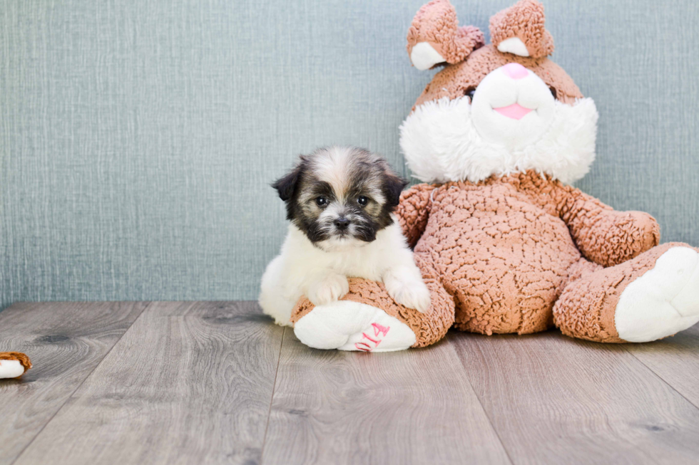 Hypoallergenic Havanese Purebred Pup