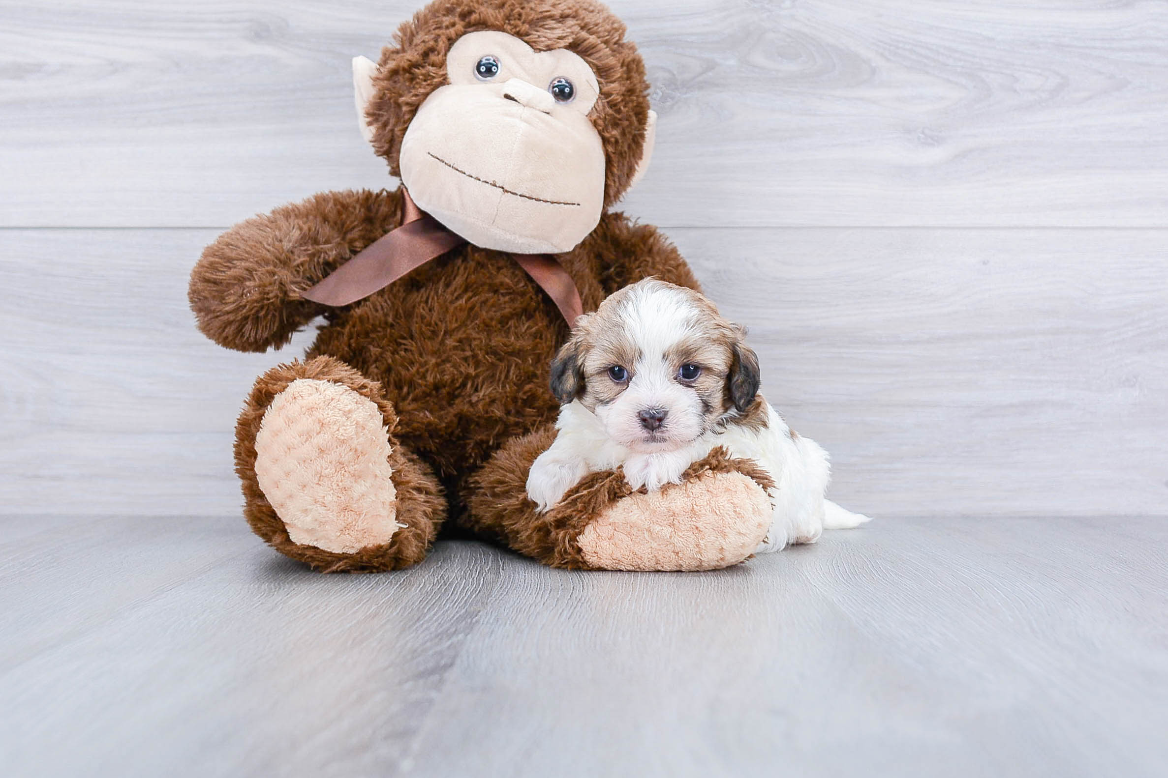 Teddy Bear Pup Being Cute