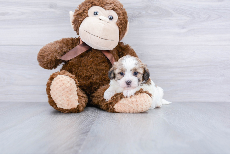 Teddy Bear Pup Being Cute