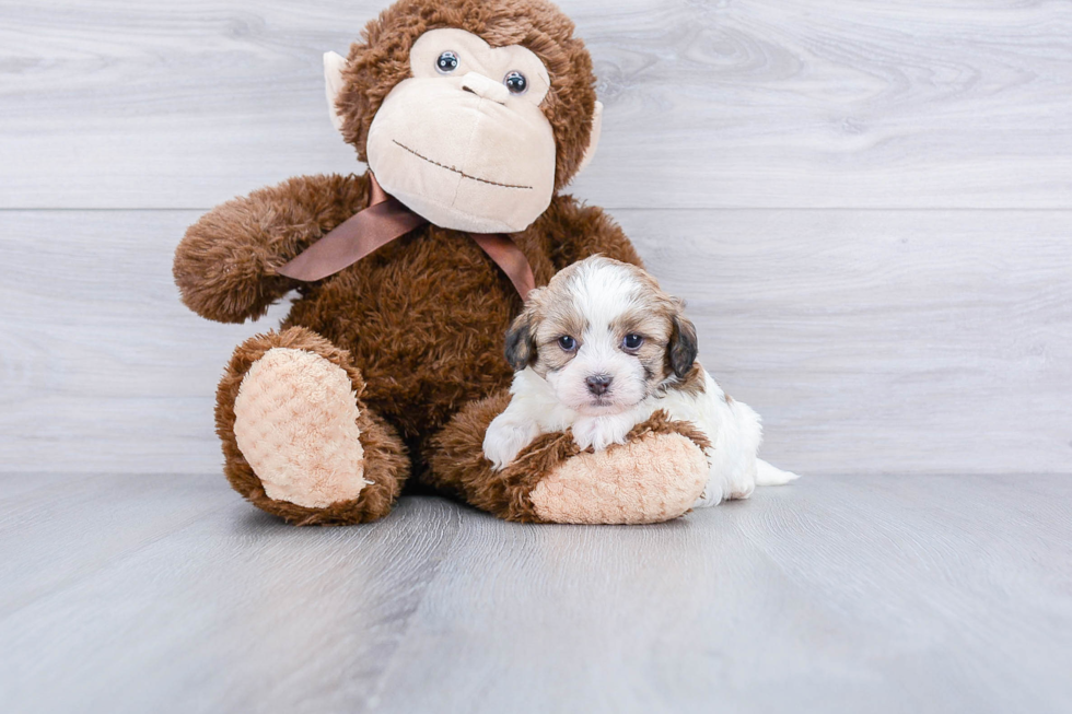 Teddy Bear Pup Being Cute