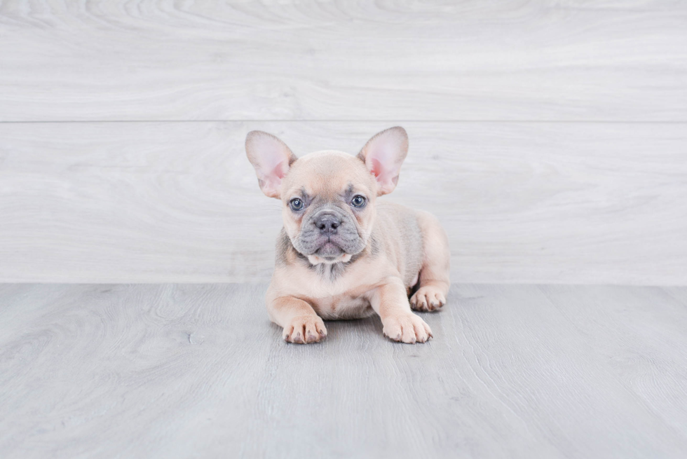 Best French Bulldog Baby