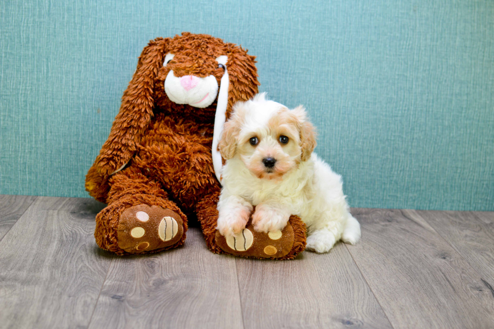 Cavachon Puppy for Adoption