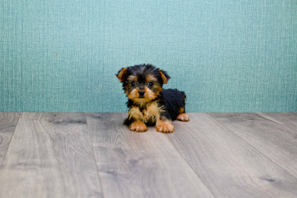 Meet Nugget - our Yorkshire Terrier Puppy Photo 