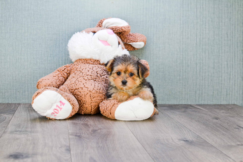 Meet Goldie - our Yorkshire Terrier Puppy Photo 