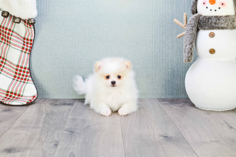 Pomeranian Puppy for Adoption