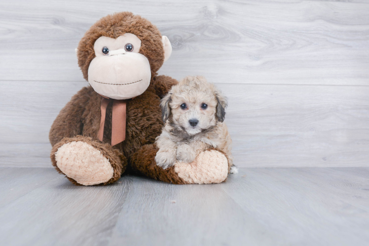 Maltipoo Puppy for Adoption