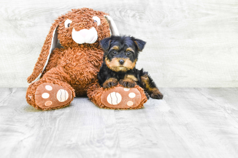 Meet Zoro - our Yorkshire Terrier Puppy Photo 