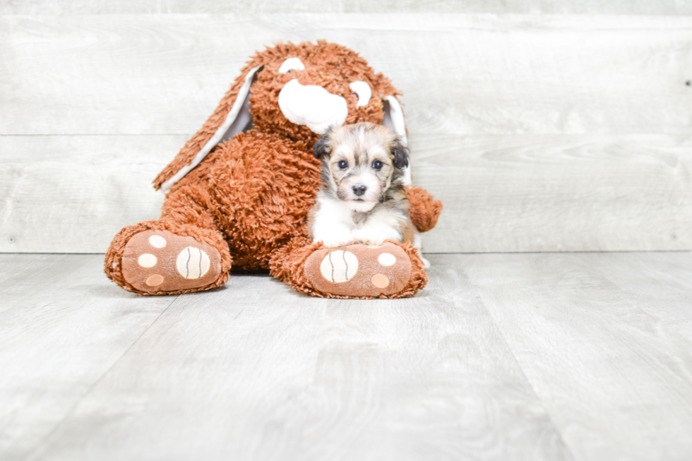 Havanese Puppy for Adoption