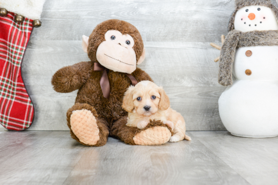 Cavachon Pup Being Cute