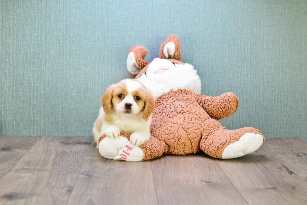 Cute Cavachon Baby