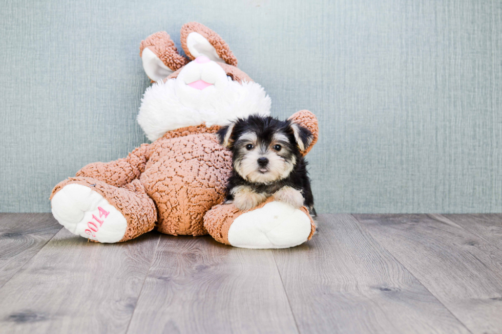 Fluffy Morkie Designer Pup