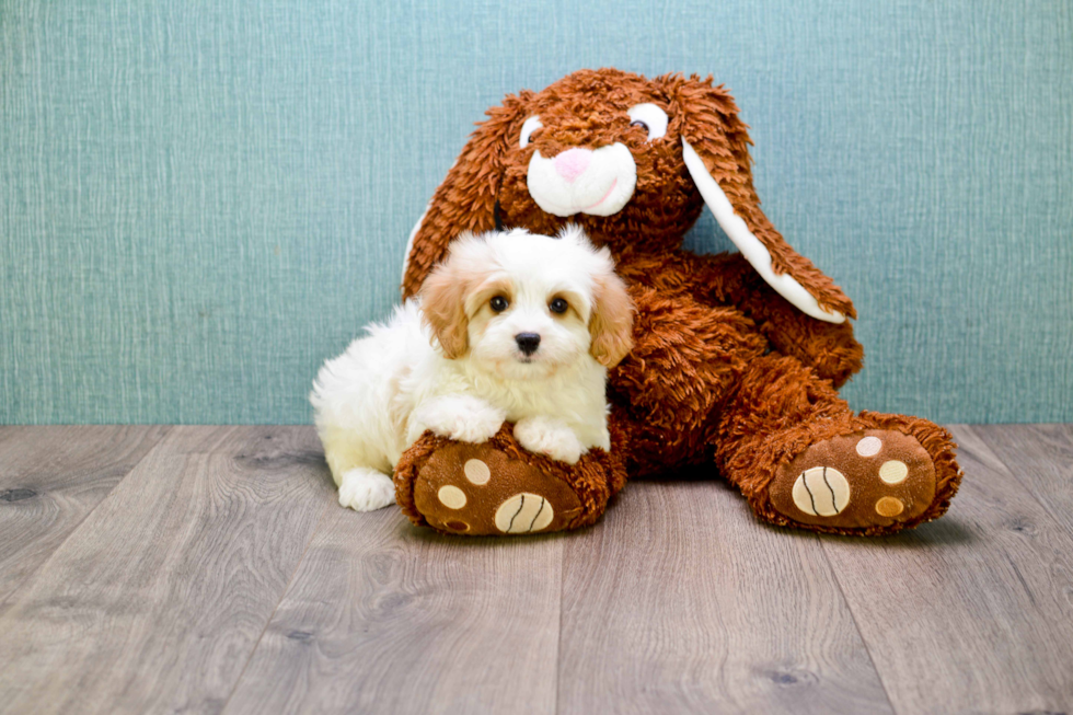 Cavachon Pup Being Cute