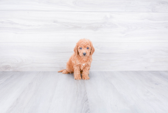 Best Mini Goldendoodle Baby