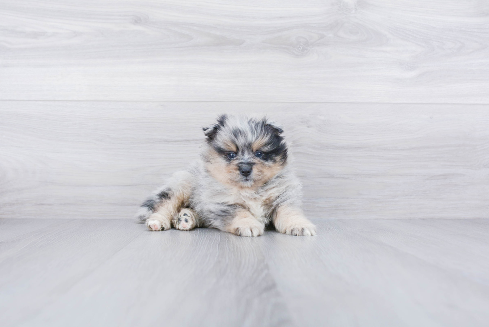 Pomeranian Pup Being Cute