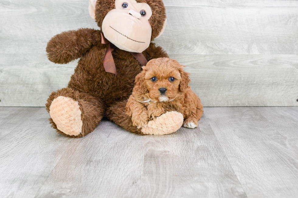 Adorable Cavoodle Poodle Mix Puppy