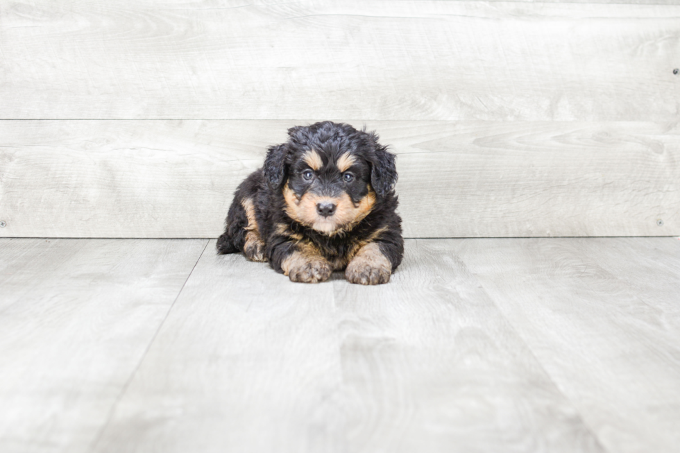 Mini Bernedoodle Pup Being Cute