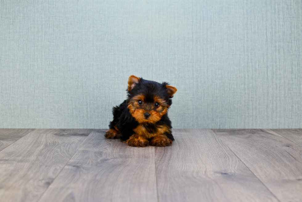 Meet Giselle - our Yorkshire Terrier Puppy Photo 