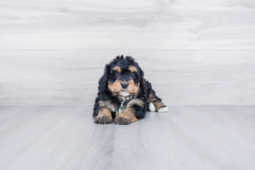 Popular Mini Bernedoodle Poodle Mix Pup