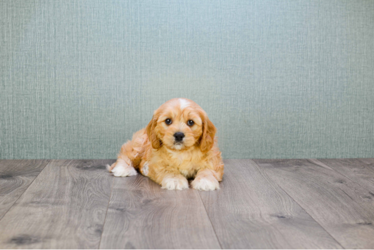 Cavapoo Puppy for Adoption