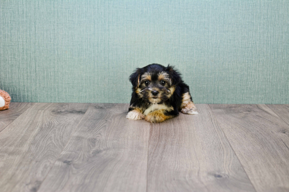 Morkie Pup Being Cute