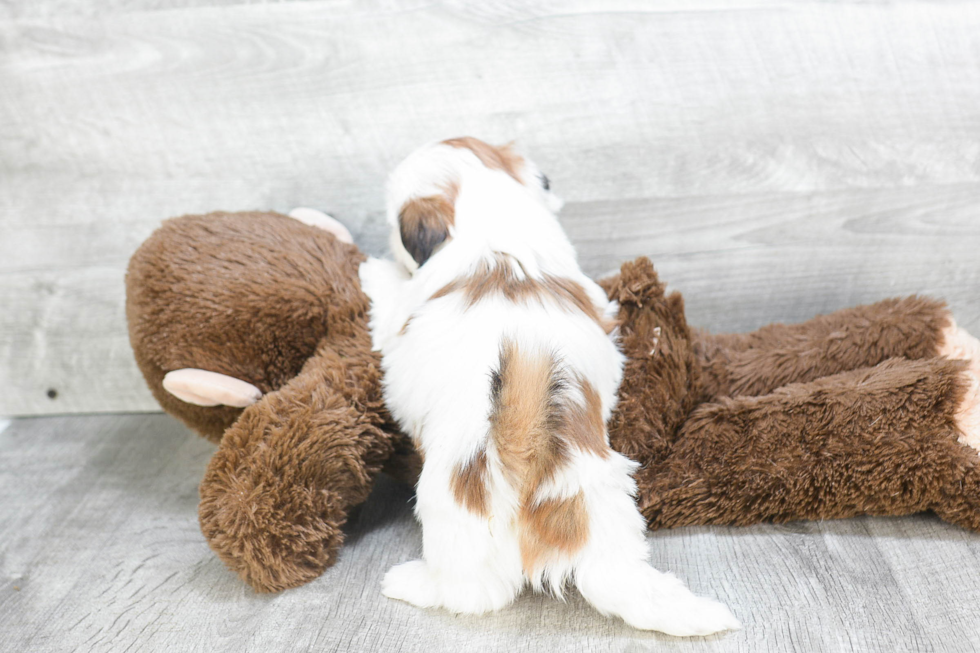 Teddy Bear Pup Being Cute