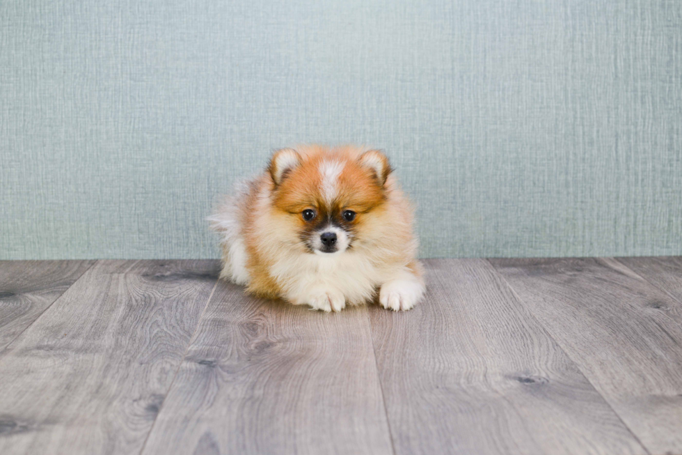 Small Pomeranian Baby