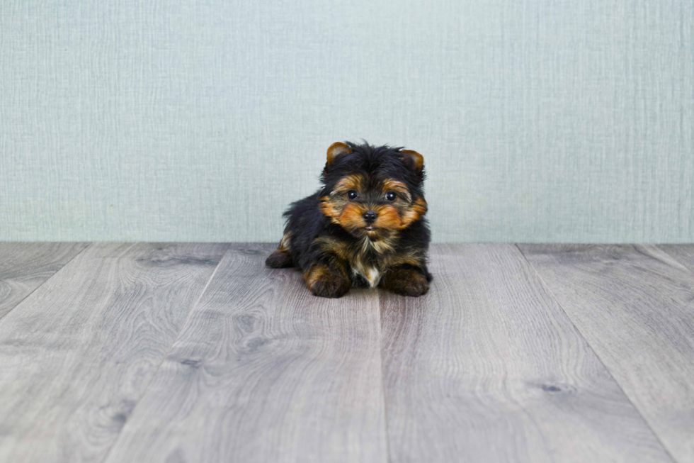 Meet Ronaldo - our Yorkshire Terrier Puppy Photo 