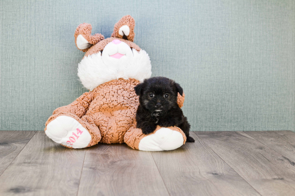 Small Morkie Baby