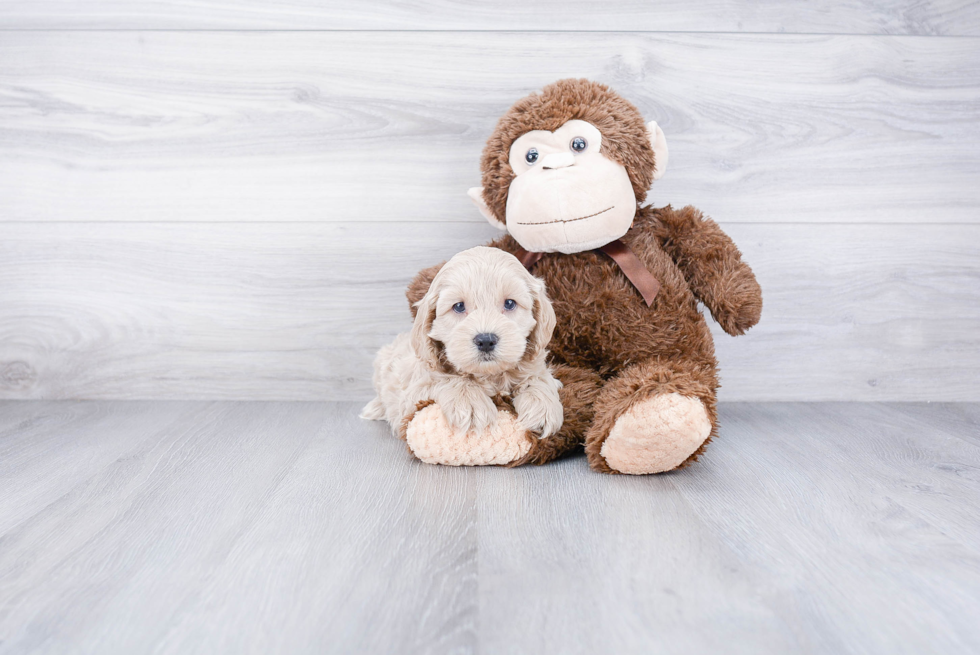 Best Cockapoo Baby