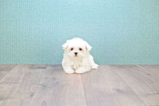 Maltese Pup Being Cute