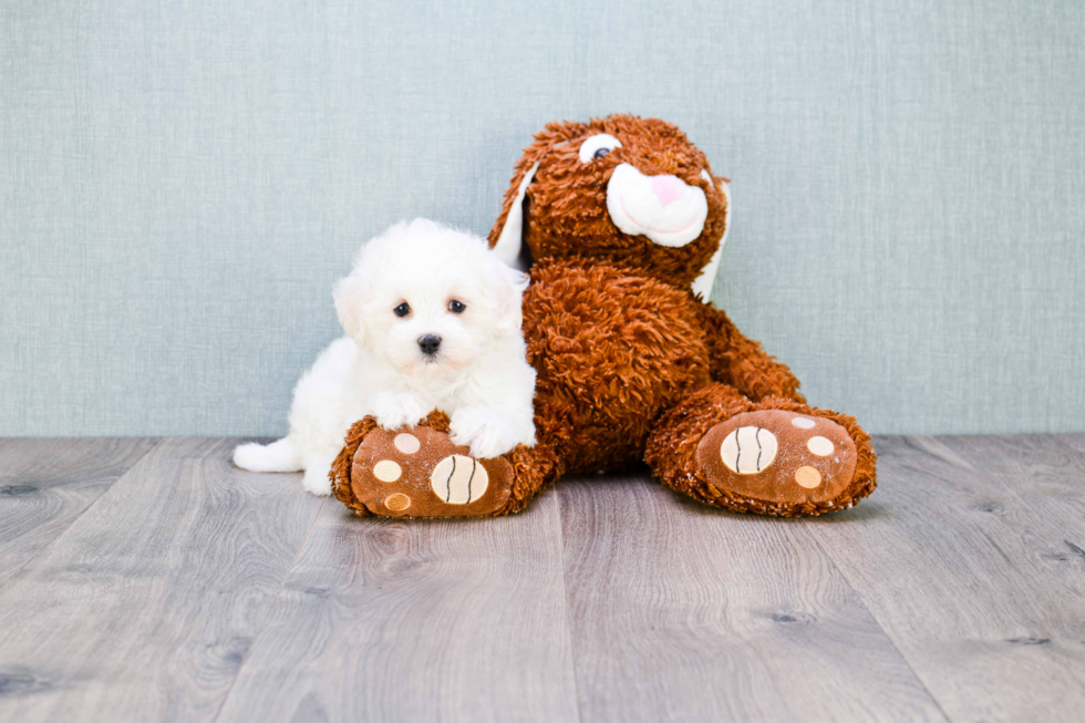 Maltipoo Puppy for Adoption