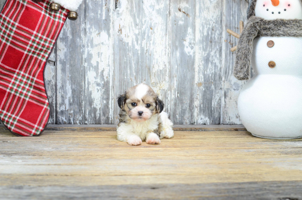 Smart Teddy Bear Designer Pup