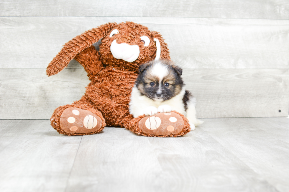 Small Pomeranian Purebred Pup