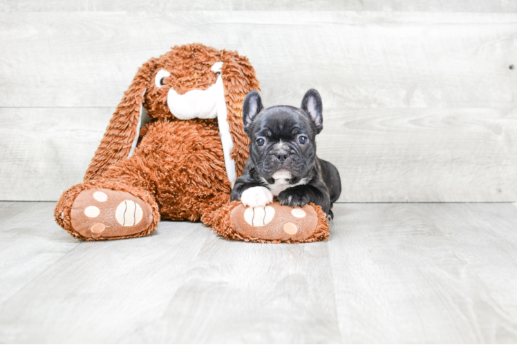 Hypoallergenic French Bulldog Baby