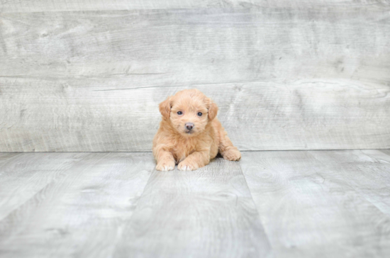 Petite Maltipoo Poodle Mix Pup