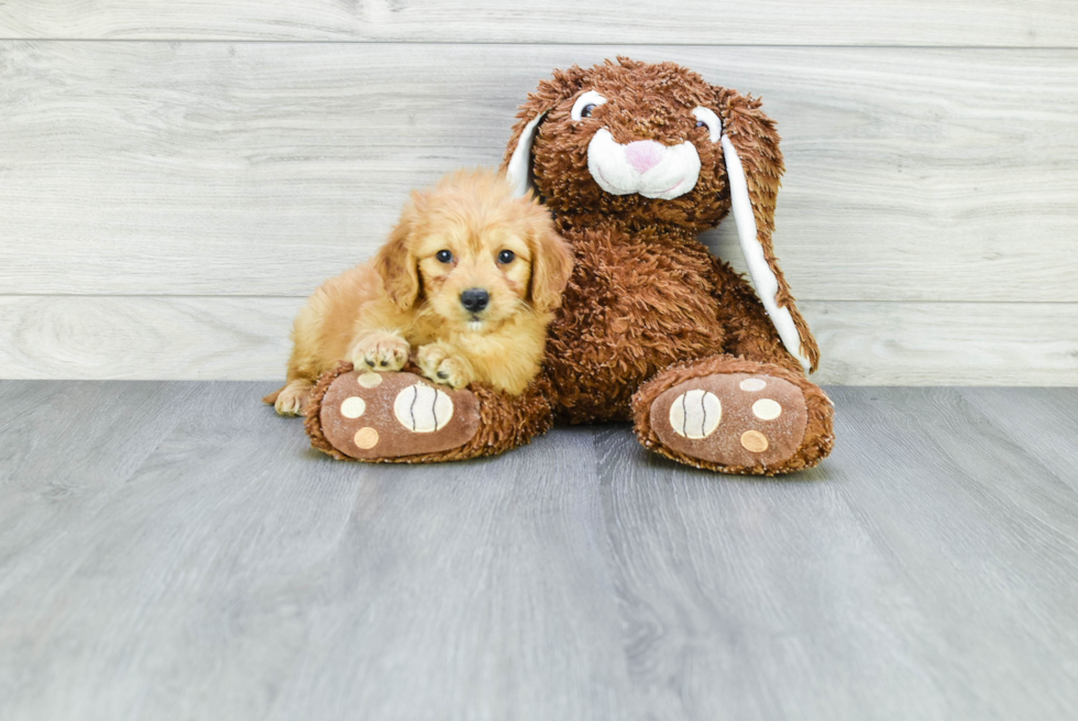 Best Mini Goldendoodle Baby