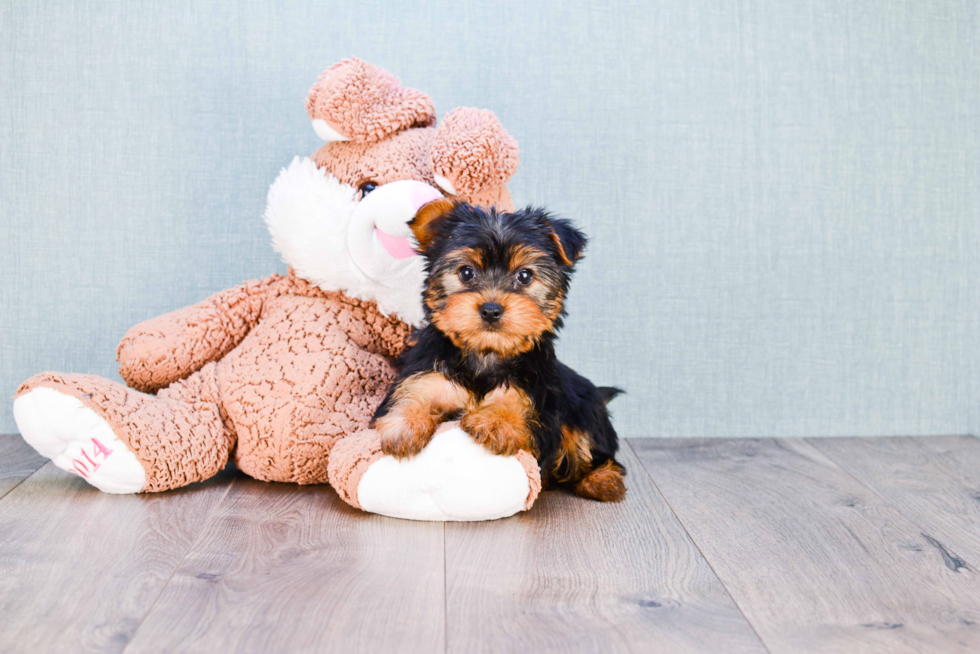 Meet Snickers - our Yorkshire Terrier Puppy Photo 