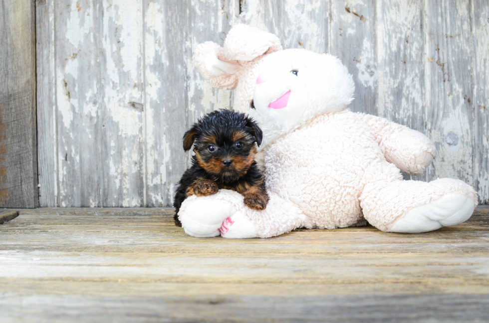 Meet Sebastian - our Yorkshire Terrier Puppy Photo 