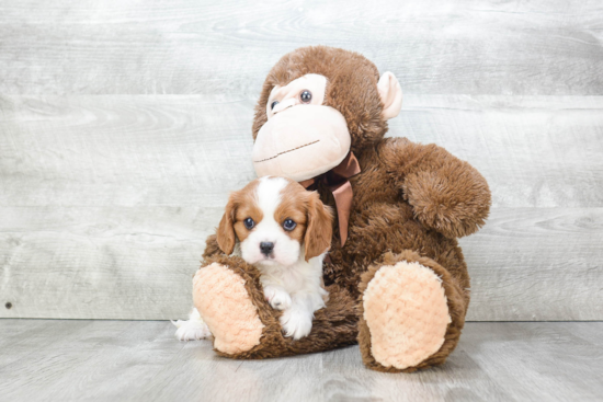 Small Cavalier King Charles Spaniel Purebred Pup