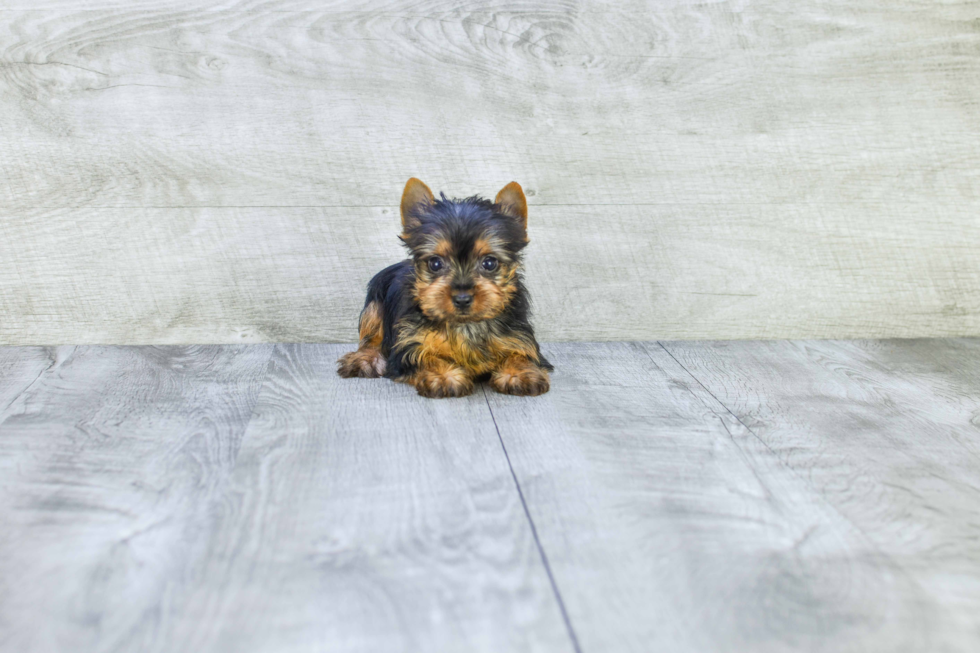 Meet Tinkerbell - our Yorkshire Terrier Puppy Photo 