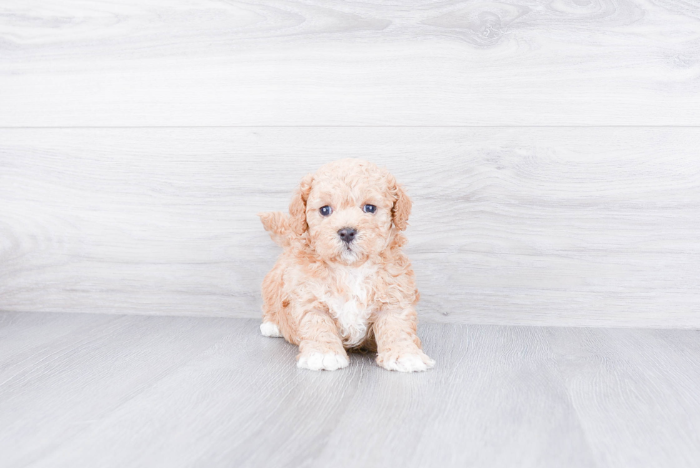 Energetic Cavoodle Poodle Mix Puppy