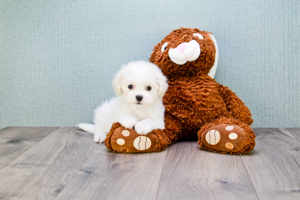 Funny Maltipoo Poodle Mix Pup