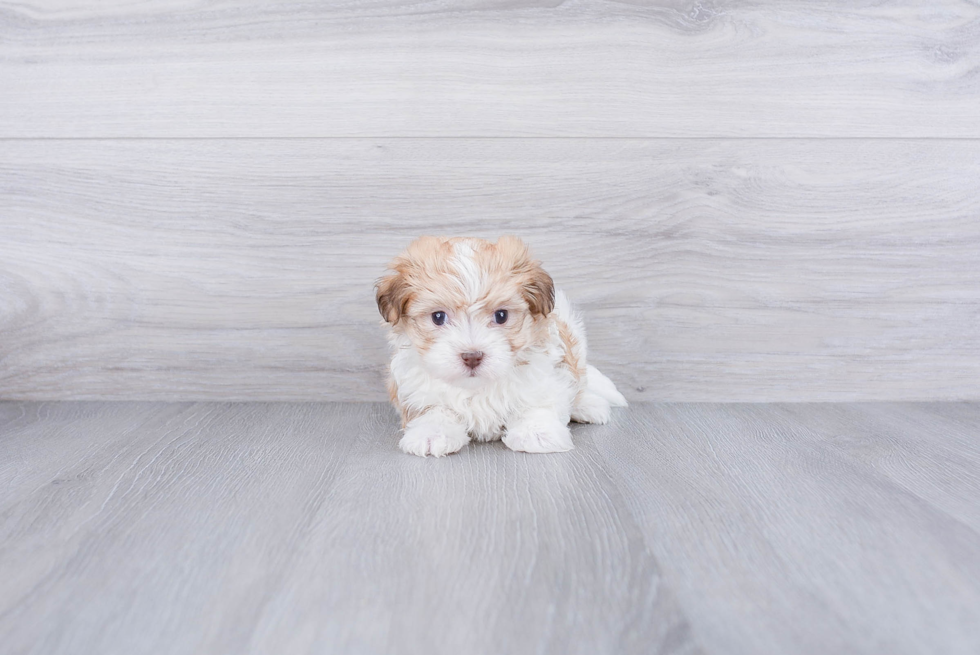 Friendly Havanese Purebred Pup