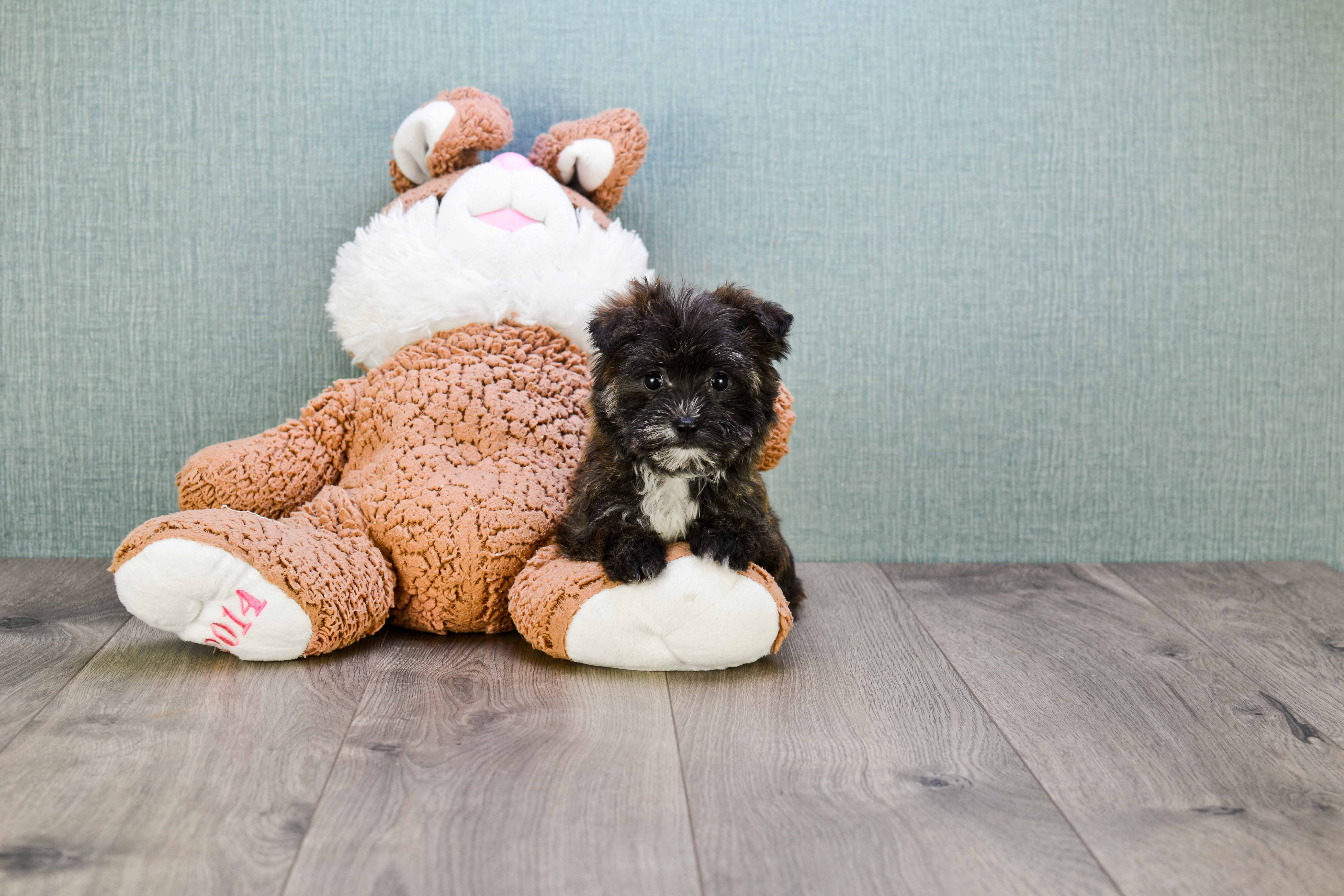 Smart Morkie Designer Pup