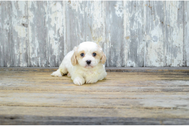 Smart Cavachon Designer Pup