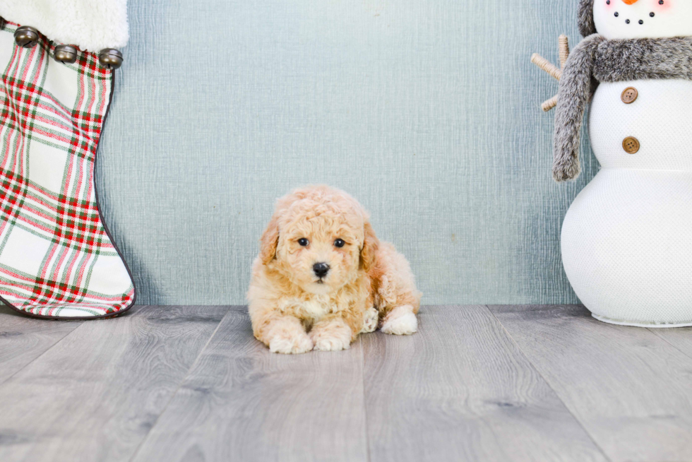 Little Maltepoo Poodle Mix Puppy