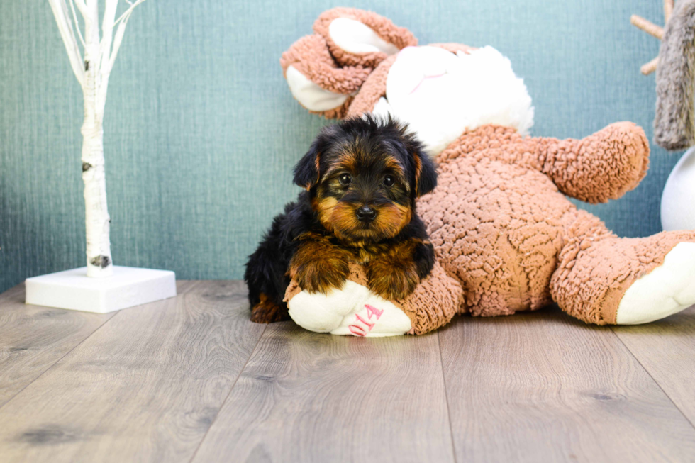 Meet Teacup-Jeremy - our Yorkshire Terrier Puppy Photo 