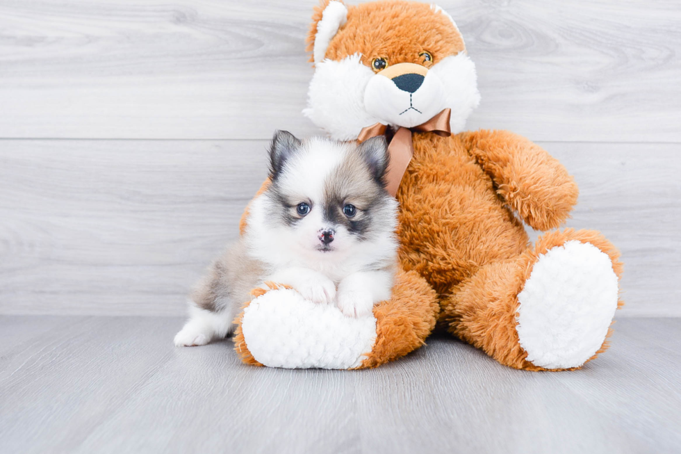 Pomeranian Pup Being Cute